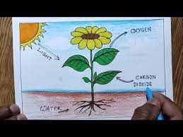 how to draw photosynthesis step by step