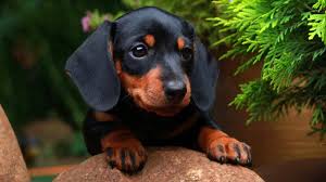 how much to feed a dachshund puppy 4