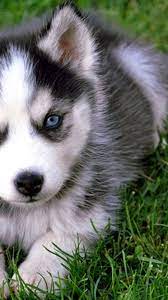 Cute Puppies Wallpaper Android With Hd ...