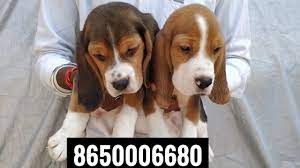 pet care dog beagle puppy