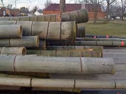 poles bamboo farming usa