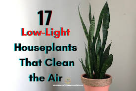 17 Low Light Houseplants That Clean The