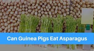By allegra ringo november 17, 2017. Can Guinea Pigs Eat Asparagus Petsolino