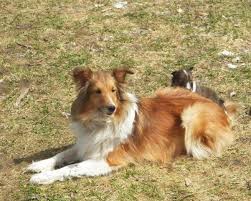 Elijah is puppy meadow's uncle and he has assigned himself the role of babysitter. Sheltie Pets And Animals For Sale Minnesota