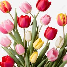 beautiful tulips bouquet for mother s