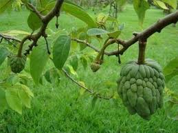 How To Grow A Cherimoya Tree From Seeds Fruit Plants