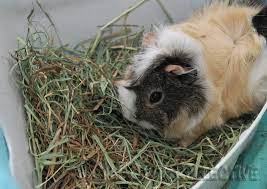 guinea pig hay solutions litter box