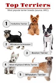The Ultimate Guide To Terrier Breeds Terribly Terrier
