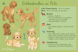 Are you looking for best puppy food for goldendoodle then go through this post which will guide you how to feed your puppy in healthy manner. Goldendoodle Full Profile History And Care