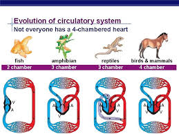 The heart is a muscular organ in most animals, which pumps blood through the blood vessels of the circulatory system. Circulatory System In Animals Regents Biology 2008 2009