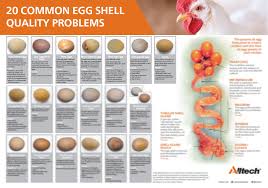 Free Egg Shell Quality Poster Download