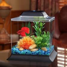 royal acqua gl fish tank setup at rs