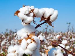 Cotton Yarn Prices Latest News On Cotton Yarn Prices Top