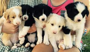 purebred border collie puppies