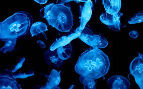 Jellyfish Desktop Wallpapers - Top Free ...