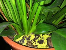 Keep these tips in mind. The Soil Of My Beloved Peace Lily Has This Yellow Stains That Look Like Mold What Is It And How Do I Get Rid Of It Plantclinic