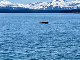 juneau whale watching mendenhall