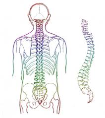 They are immovable and fuse completely around the age of 20. Neck And Shoulder Pain Can Lead To Eye Pain