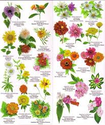 Names Of Flowers Flower Chart