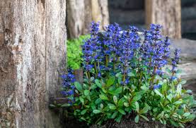 carpet bugleweed images browse 346