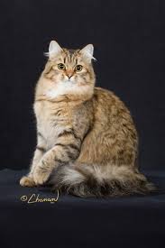 U of mn student project why support feline rescue: Siberian Forest Cat Breeders Florida Adopt Siberian Kitten