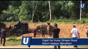 Antaranya ialah masyarakat asli jahai dan asli semai. Gajah Liar Hutan Simpan Royal Belum Berjaya Dijinakkan Video Dailymotion