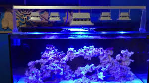 Reef Tank Led Flood Lights Youtube