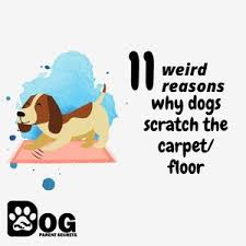 dogs scratch the carpet floor