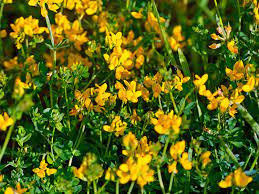 Small, yellow, bell shaped flowers forms new roots wherever stems touch the ground, creeping under and through lawn very invasive, nasty weed Identifying And Controlling Common Lawn Weeds Lovethegarden