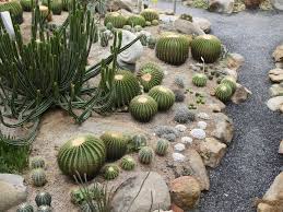 45 Cactus Garden Ideas