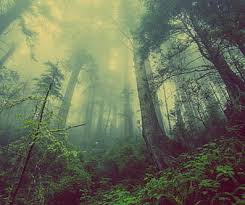 misty green forest green nature