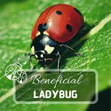 ladybugs a complete guide 2023 just