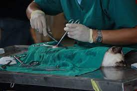 why is veterinary surgery important