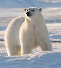 Polar bear: a powerful predator on ice | WWF
