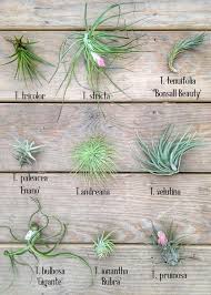 Air Plant Chart A Types Of Air Plants Plants Air Plants Care