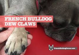 french bulldog dew claws removal