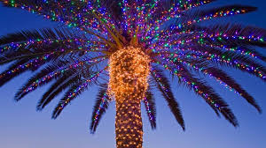 christmas lights on a palm tree at a