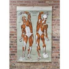 Original Vintage American Medical Wall Mount Drop Down Human Muscular System Anatomical Poster