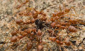 how to get rid of fire ants the home