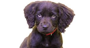 Have your puppy flown to your nearest airport in pet safe air cargo. The Great Camden Boykin Spaniel Puppy Hunt Mar 18 2019 City Of Camden