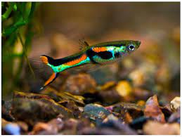 These are more brilliant electric colored than the blue cardinal or neon tetras. Endler S Livebearer Fancy Guppy Male Arizona Aquatic Gardens