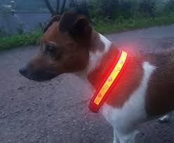 Light Up Dog Collars Reflective Dog Coats Treat Your Dog Blog