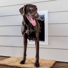 7 best dog doors for cold weather in