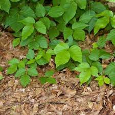 how to clean poison ivy off clothes