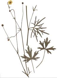 Ranunculus polyanthemophyllus – Wikipedie