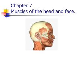 ppt chapter 7 muscles of the head and