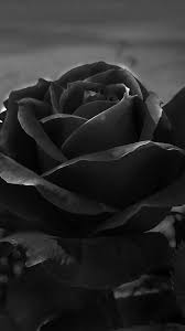 beautiful black rose wallpaper black