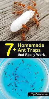 Jun 24, 2019 | ants, do it yourself pest control. Pin On Home Home Decor Diy Gifts And Tips