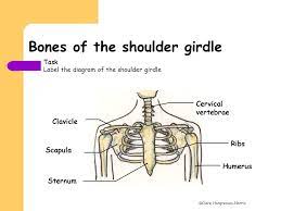 It's a long, thin bone that curves outward at the middle of your body and curves inward on the end where it goes to the shoulder. Bones Of The Skull And Shoulder Girdle Ppt Video Online Download