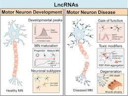 long non coding rnas in motor neuron